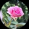 rosemrsch